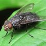 Обработка и уничтожение насекомых, мух от «Чикой-Сервис»
