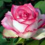 Роза – королева цветов, элегантная и очень эффектная