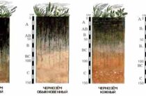 Разновидность чернозема