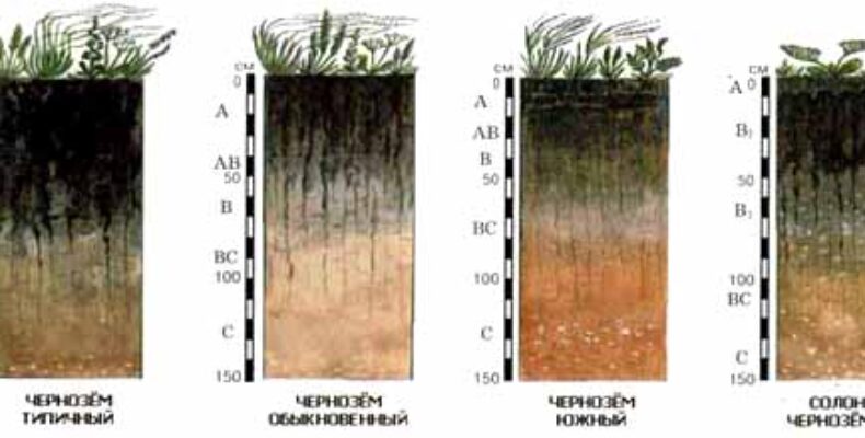 Разновидность чернозема