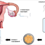 Лечение бесплодия. ЭКО Экстракорпоральное оплодотворение